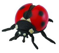 CO88474 Ladybird M