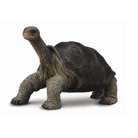 Pinta Island Tortoise M CO88619