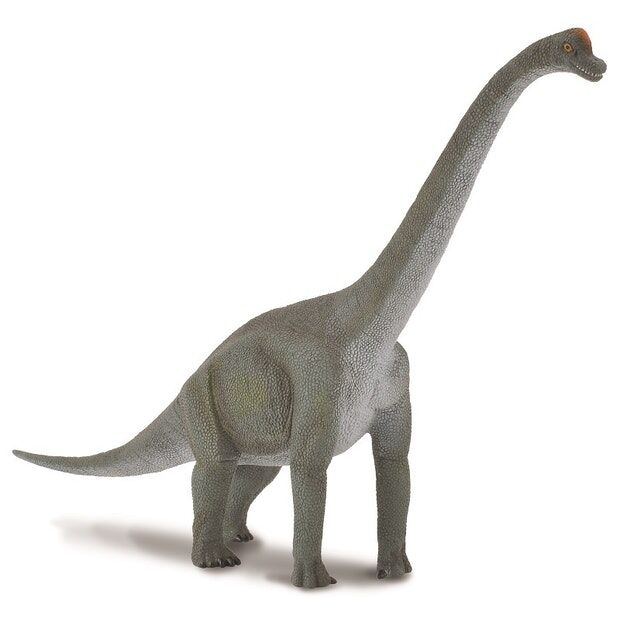 Brachioosaurus CO88121