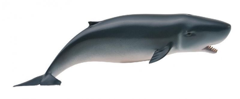 CO88653 Pygmy Sperm Whale
