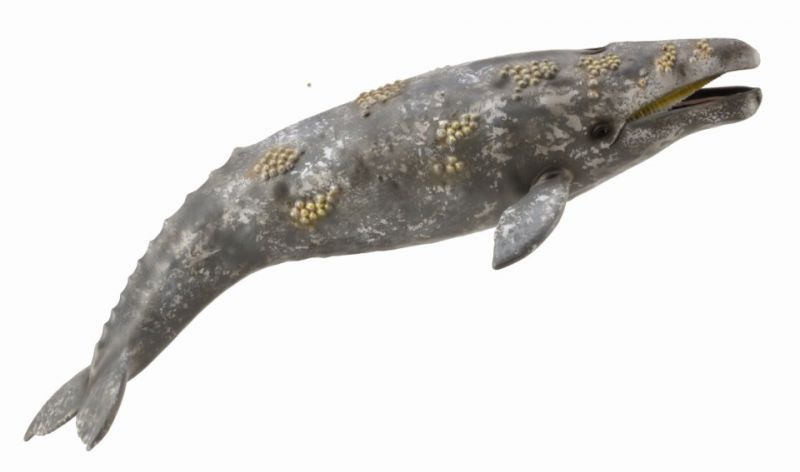 CO88836 Gray Whale