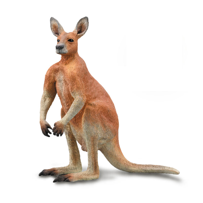 Red Kangaroo  Male L CO 88942
