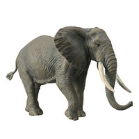 African Elephant (XL) CO88966