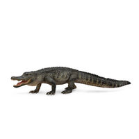 American Alligator (L) CO88609