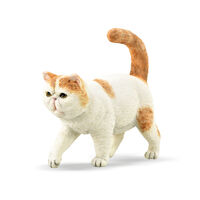 Cat Exotic Shorthair (S) CO88937
