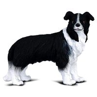 CO88010 Boarder Collie M