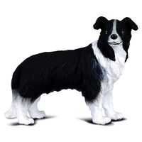 Boarder Collie (M) CO88010