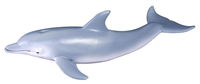 Bottlenose Dolphin (M) CO88042
