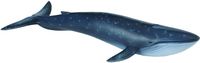 Blue Whale (XL) CO88044