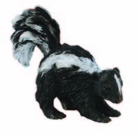 Skunk (S) CO88381