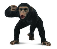 Chimpanzee Male (M) CO88492 