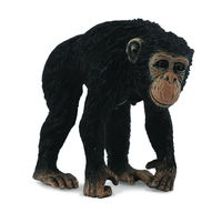 Chimpanzee Female (M) CO88493 