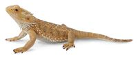 Bearded Dragon Lizard (L) CO88567 