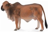 Red Brahman Cow (L) CO88600 