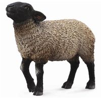 CO88636 Suffolk Sheep