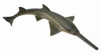 Sawfish (M) CO88659 