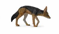 Black Backed Jackal (M) CO88665 