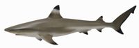 Blacktip Reef Shark (M) CO88726 