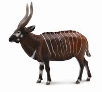 Bongo Antelope (XL) CO88809 