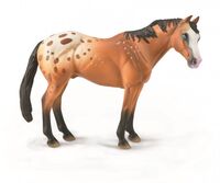 Light Brown Appaloosa Stallion  (L) CO88933 