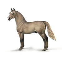 Morgan Stallion - Silver Grulla CO88979  (XL)