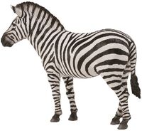 Common Zebra (L) CO88830