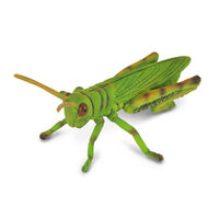 Grasshopper (M) CO88352