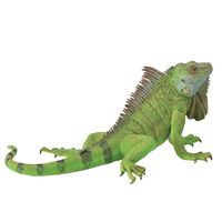 Iguana (XL) CO88965