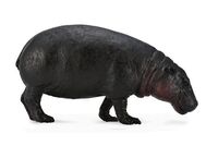 Pygmy Hippopotamus (L) CO88686