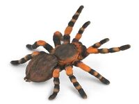 Red Knee Tarantula (L) CO88338