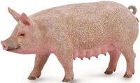 Sow (M) CO88863