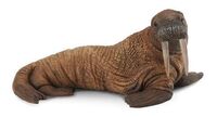 Walrus L CO88560